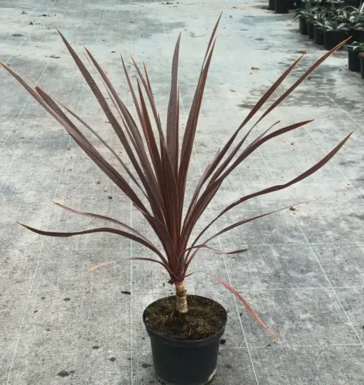 Cordyline 'Red comet' (Cordyline australis) — jeune plante graphique à longues feuilles rouges · Pot 2.5L