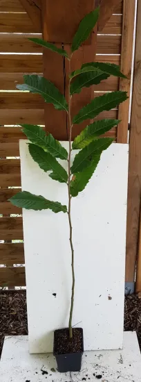 Châtaigner 'Marsol' (Castanea sativa) — jeune plant dressé en pot devant panneau · Pot 1.5L