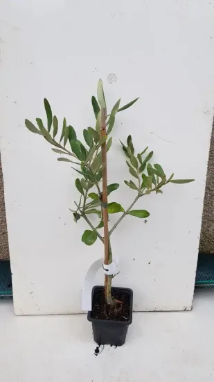 Olivier d'europe 'Oliviere' (Olea europaea) — jeune plant en pot avec tuteur en bambou · Godet