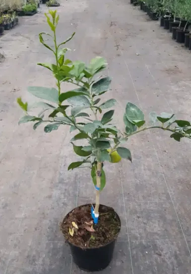 Citronnier 'La valette' (Citrus limon) — jeune arbre en pot avec tuteur et feuillage vert · Pot 5L Tige
