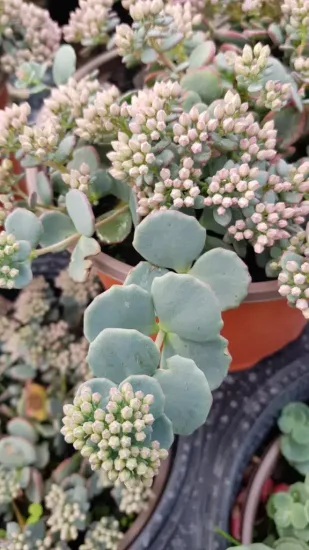 Sédum de siebold 'Bright pink' (Sedum sieboldii) — succulente en pot avec nombreux boutons floraux clairs