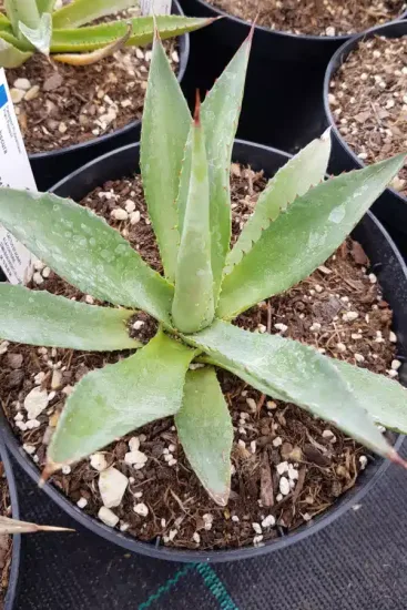 Agave obscura — rosette succulente verte en pot de pépinière · Pot 2.5L