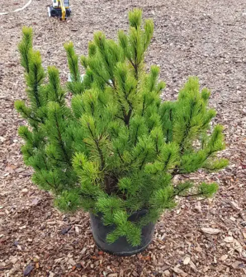 Pin de montagne 'Mughus' (Pinus) — conifère buissonnant dense en pot noir · Pot 15L Touffe