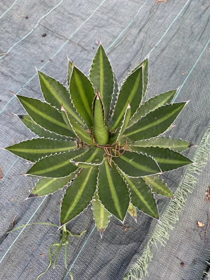 Agave 'Splendida' (Agave lophanta) — Pot 2.5L
