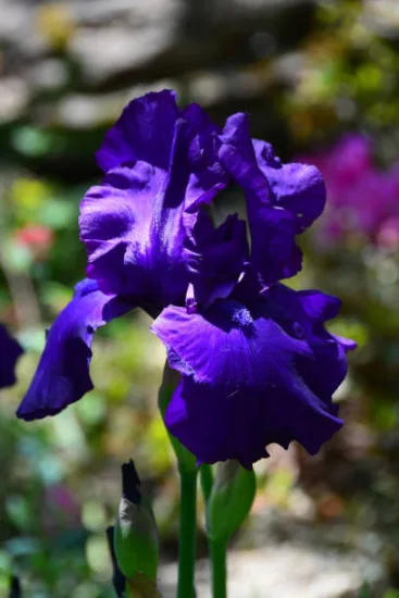 Iris d'allemagne 'Titane glory violet'