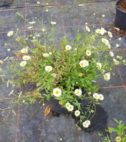 La Vergerette de Karwinski, Vergerette mucronée, Pâquerette des murailles ou Marguerite naine (Erigeron karvinskianus) — touffe de petites fleurs blanches en pot noir · Pot 2.5L
