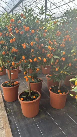 Kumquat — Pot 20L Tige