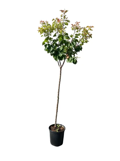 Abricotier galta rocha
