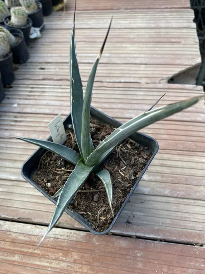 Agave du chihuahua (Agave lechuguilla) — jeune plante succulente en pot carré plastique · Pot 1L