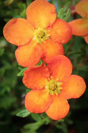 Potentille 'Hopley s orange'
