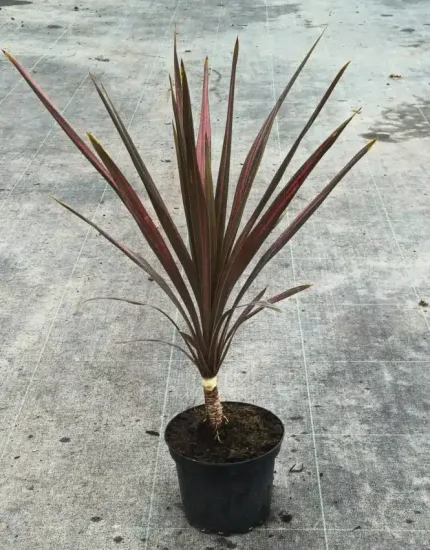 Cordyline 'Coral' (Cordyline australis) — jeune plant dressé au feuillage étroit bicolore · Pot 2.5L