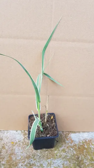Canne de provence 'Variegata' (Arundo donax) — jeune graminée verte élancée en pot plastique · Godet
