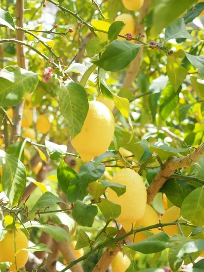 Citrus limon 'Eureka'