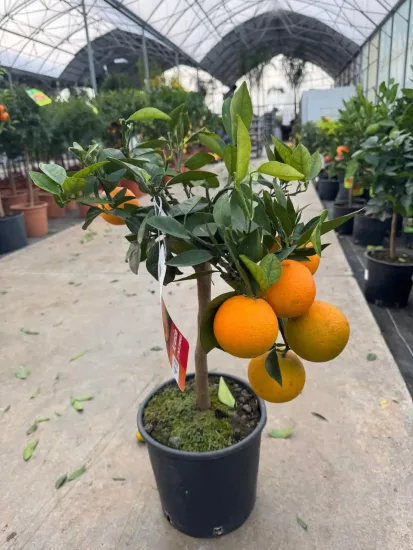 Oranger — Pot 5L Tige