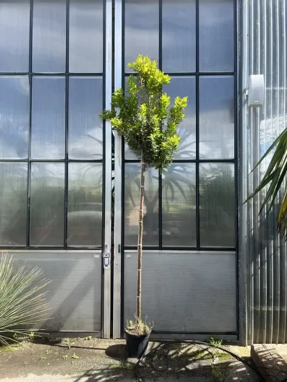 Arbousier. arbre aux fraises — Pot 15L Tige
