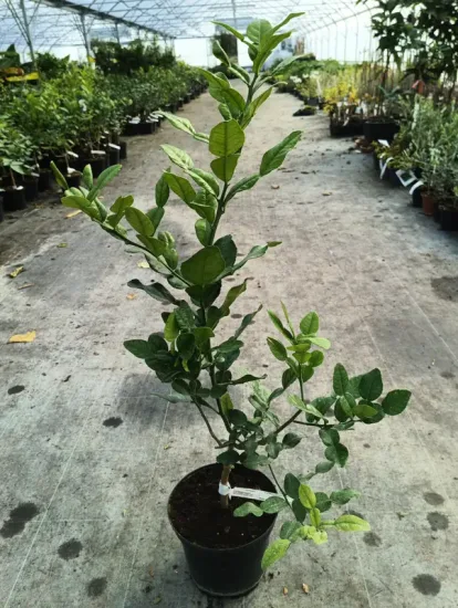 Kaffir — Pot 5L Tige