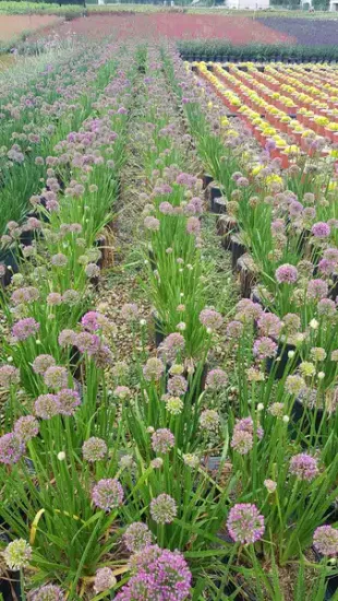 Ail — Pot 3L Touffe