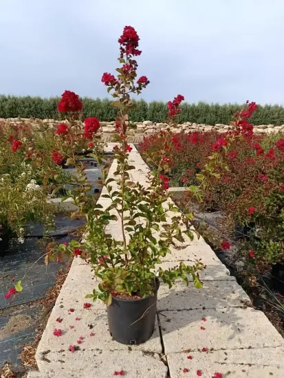 Lilas des indes 'Dynamite' (Lagerstroemia indica) — arbuste aux fleurs rouges en pot sur allée · Pot 7L