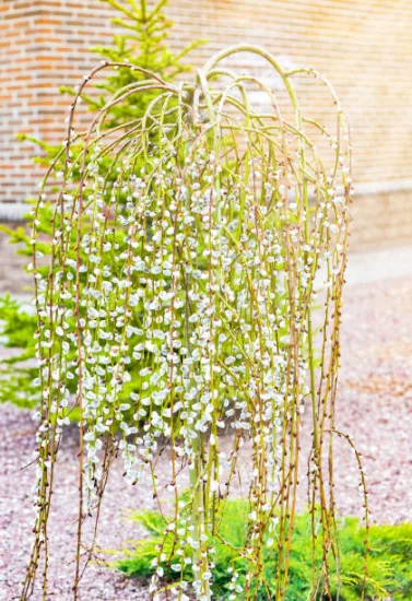 Saule marsault pleureur 'Pendula kilmarnock'
