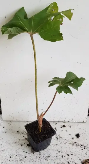 Aralie à papier de chine 'Rex' (Tetrapanax papyrifera) — jeune plant élancé sur motte nue, fond blanc · Godet