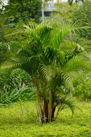 Palmiste multipliant ‘Areca’
