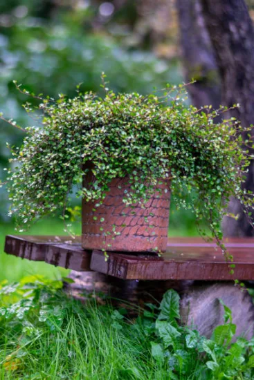 Muehlenbeckie 'Sealand compact'
