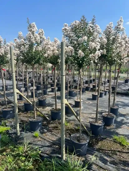 Lilas des indes 'Papillons blancs' — Pot 15L 1/2 tige