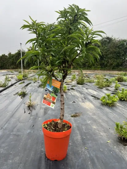 Pêcher nain — Pot 5L