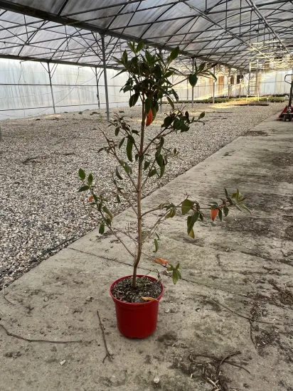 Tibouchine 'Blue moon' — Pot 4L