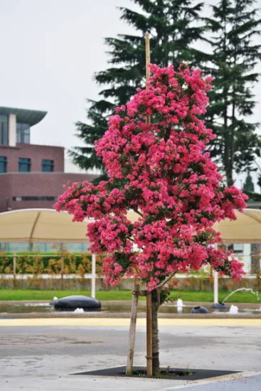 Lilas des indes 'Plum magic'