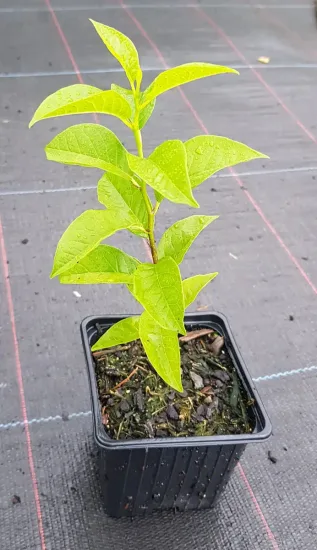 Oranger des osages (Maclura pomifera) — jeune plant feuillu en pot noir · Godet