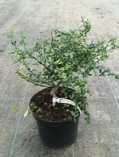 Citronnier caviar 'D'esmerald' — Pot 5L Touffe