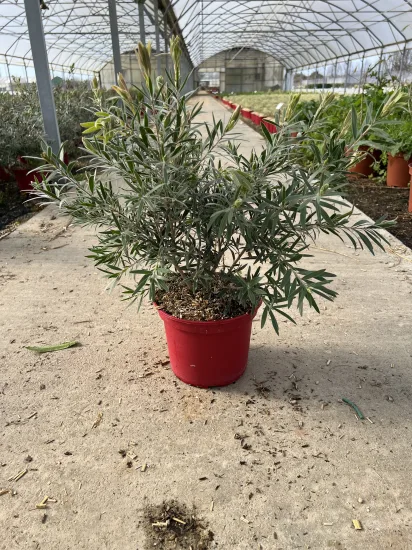Rince-bouteille 'mini red' — Pot 4L