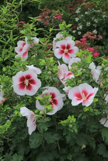 Althéa 'Hibisa blanco'