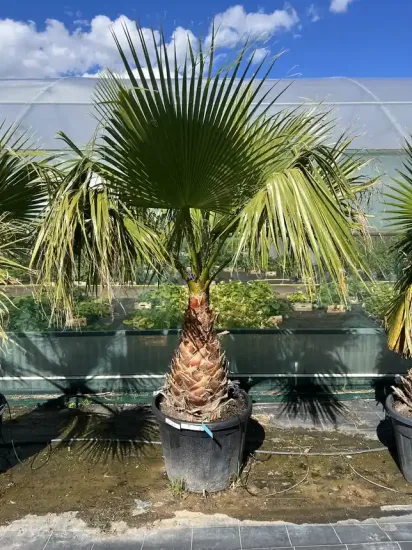 Washingtonia 'Filifera' — Pot 110L