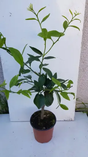 Citron vert (Citrus latifolia) — jeune arbuste à tige en pot plastique · Pot 1.5L Tige