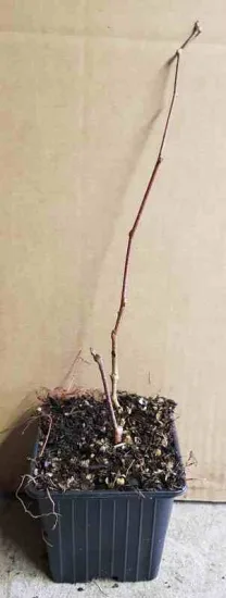 Kiwi arctique 'Adam' (Actinidia kolomita) — jeune tige nue en pot de pépinière · Godet
