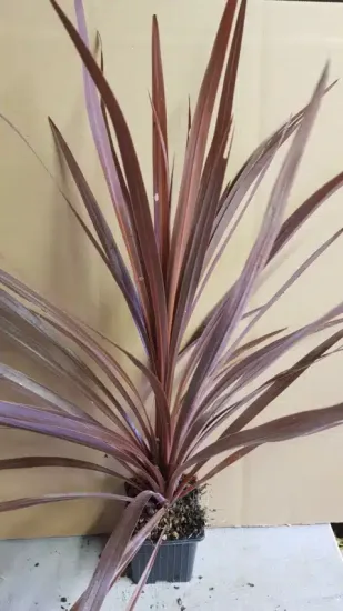 Cordyline 'Red Star' (Cordyline australis) — touffe de longues feuilles étroites dressées et arquées · Godet