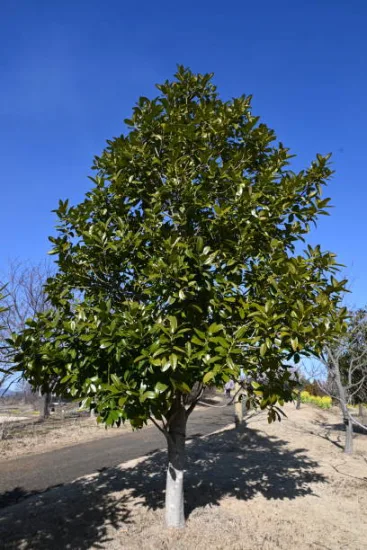 Magnolia de la galissonnière 'Galissoniere'
