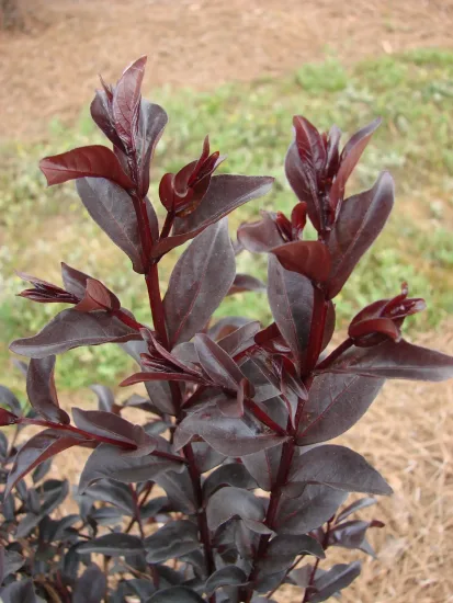 Lilas des indes 'Midnight magic'