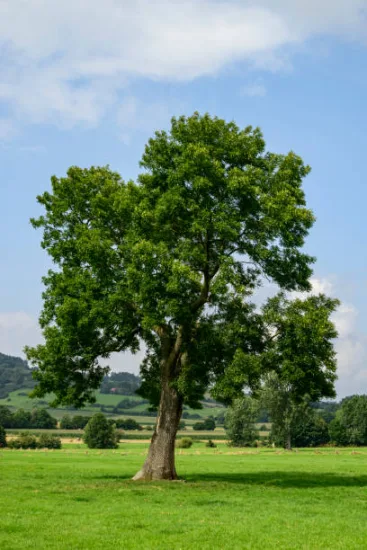 Frêne commun (Fraxinus excelsior)