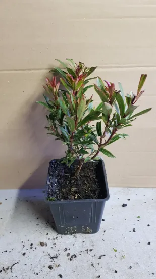 Arbousier, Arbre aux fraises Mercurius — jeune plant ramifié en pot plastique noir · Pot 1.5L Touffe