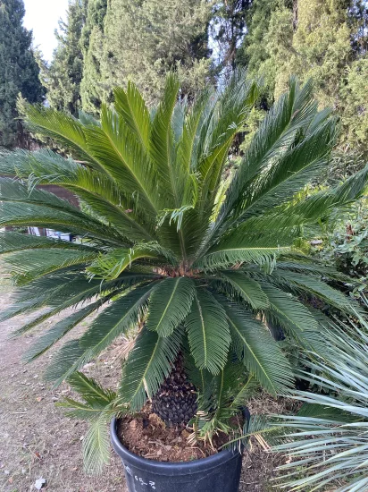 Cycas du Japon — Pot 110L