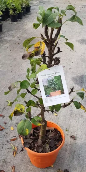 Poirier 'Garden pearl' (Pyrus communis) — jeune arbre en pot orange avec étiquette · Pot 6L