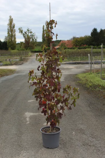 Copalme d'amérique 'Rotundiloba' — Pot 15L Baliveau