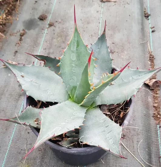 Agave havardiana — rosette compacte aux feuilles épaisses bordées d'épines rouges · Pot 2.5L