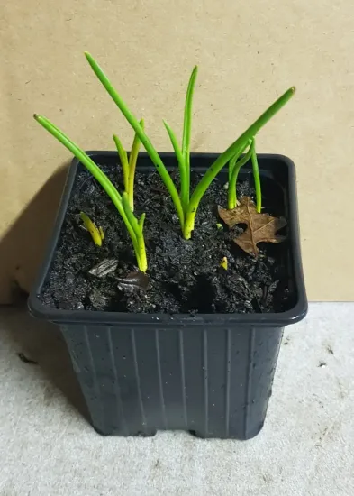 Muscari d'aucher 'Ocean magic' (Muscari aucheri) — jeunes pousses vertes dans pot noir de pépinière · Godet