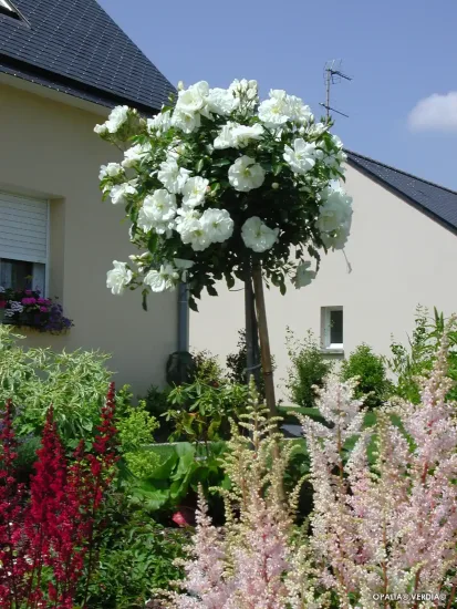 Rosier 'Opalia noaschnee '