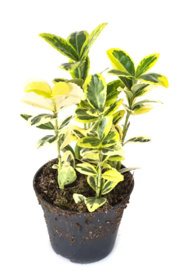 Fusain du japon 'Aureomarginatus'