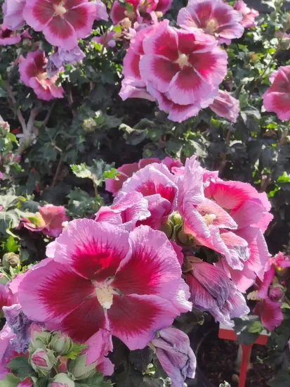 Althéa 'Hibisa cocktail'